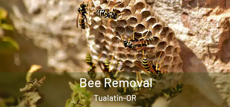 Bee Removal Tualatin-OR