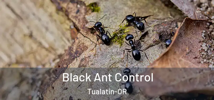 Black Ant Control Tualatin-OR