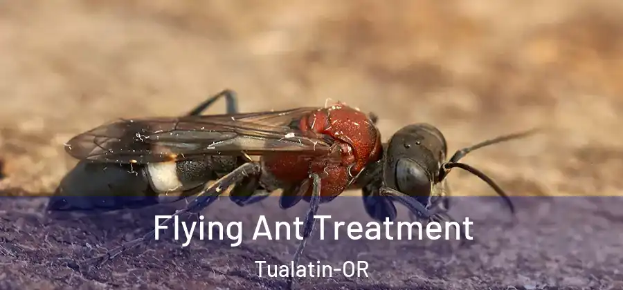  Flying Ant Treatment Tualatin-OR