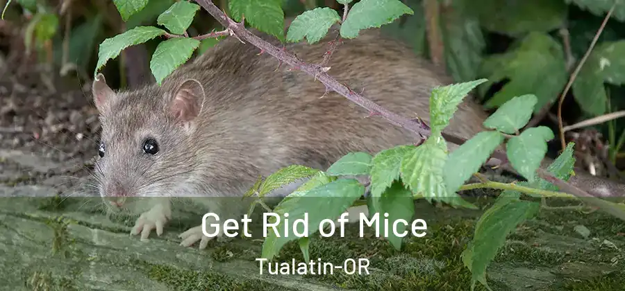 Get Rid of Mice Tualatin-OR