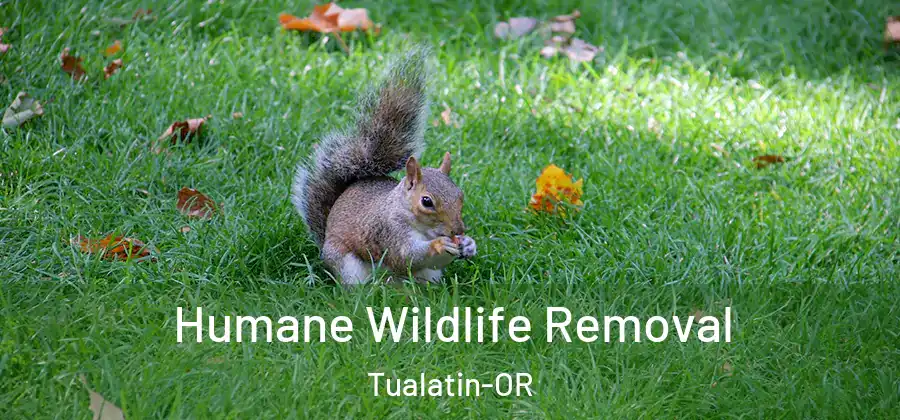 Humane Wildlife Removal Tualatin-OR