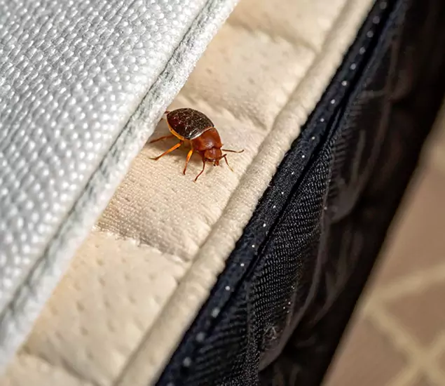 Bed Bug Exterminator Experts You Can Trust in Tualatin, OR