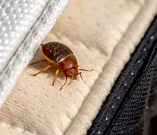 Trusted Bed Bug Prevention Specialists in Tualatin, OR
