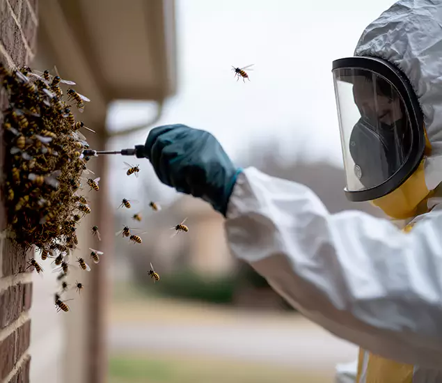 Your Bee Removal Company in Tualatin, OR