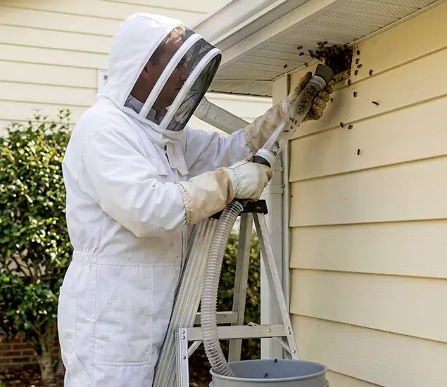 Your Affordable Bee Removal Company in Tualatin, OR
