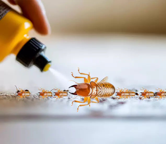 Reliable Bora Care Termite Experts in Tualatin, OR