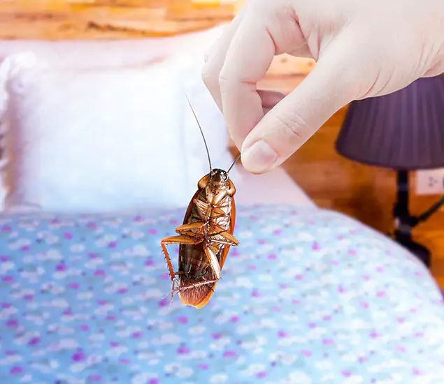 Expert Roach Control Services: Your Cockroach Pest Control in Tualatin, OR