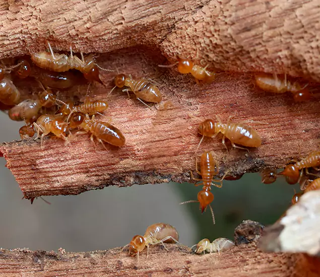 About Our Drywood Termite Treatment Experts in Tualatin, OR