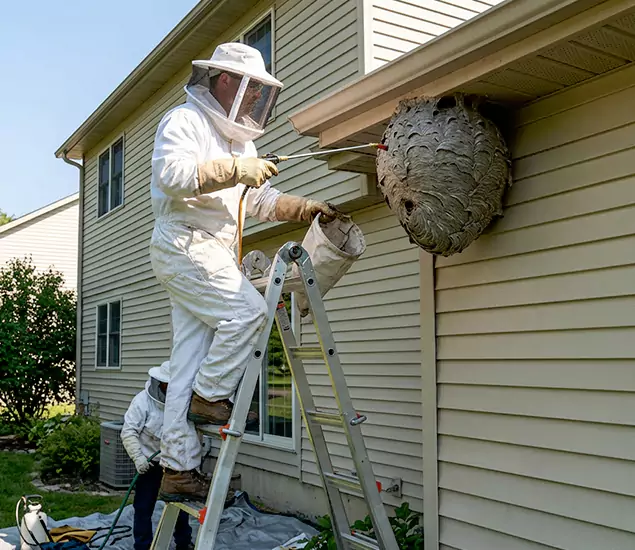 Expert Wasp Nest Removal: Your Local Wasp Nest Removal Company in Tualatin, OR
