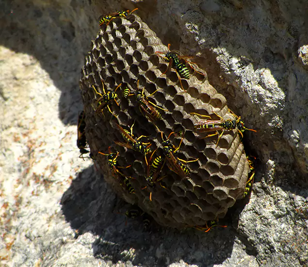 Your Local Hornet Removal Company in Tualatin, OR