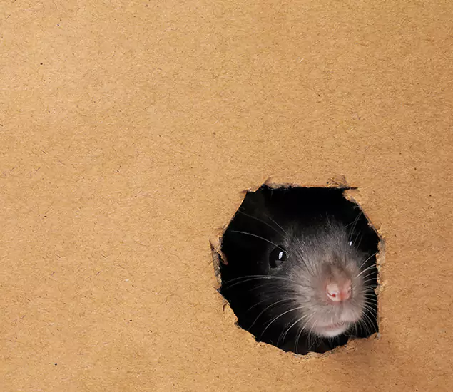 Rats in Attic Removal Experts in Tualatin, OR