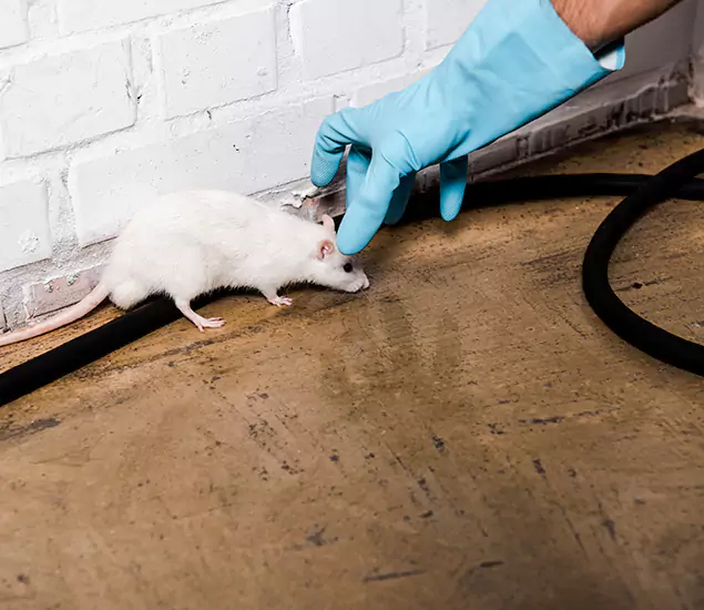 About Rodent Control Experts in Tualatin, OR