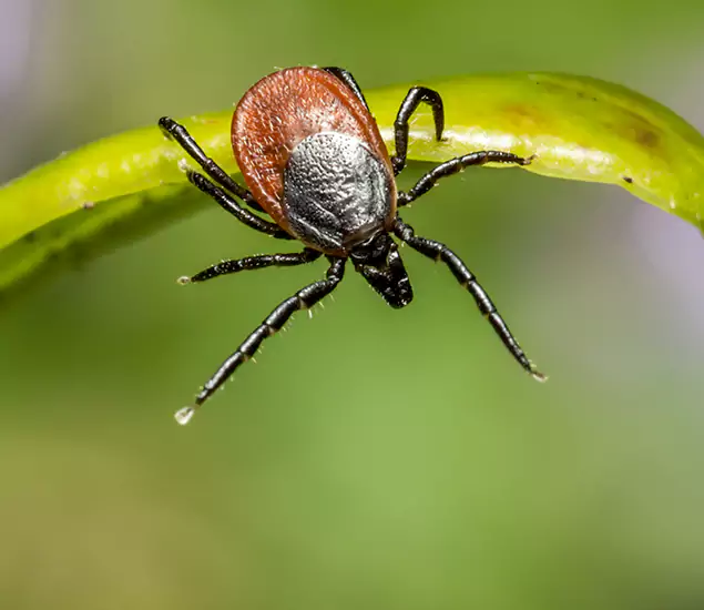 Your Trusted Tick Pest Control in Tualatin, OR