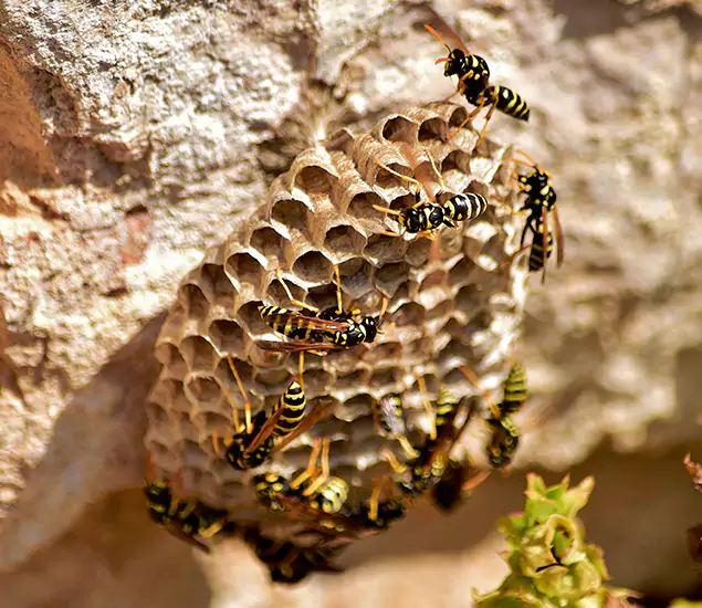 Your Best Wasp Removal Company in Tualatin, OR