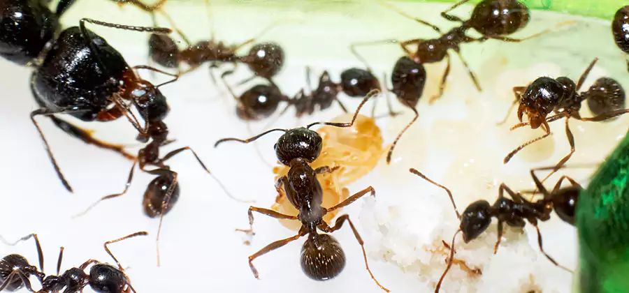 Argentine Ant Barrier Treatment in Tualatin