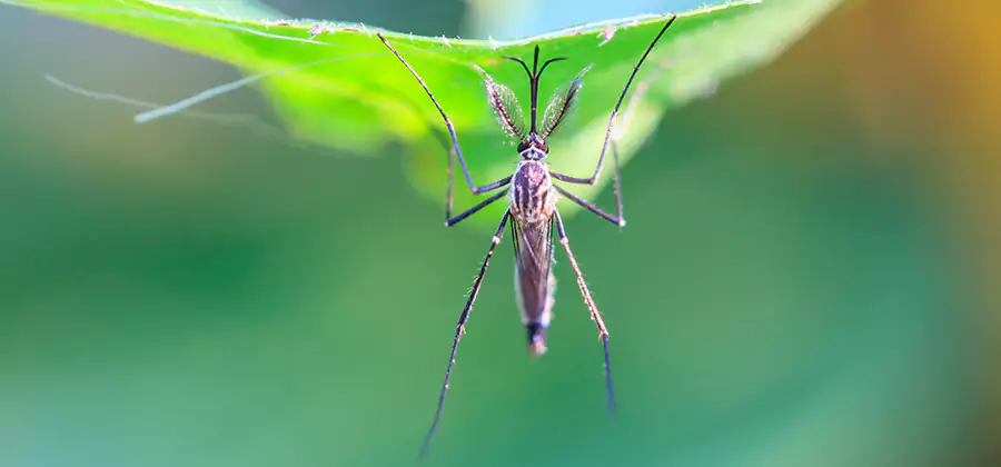 Natural Mosquito Spray for Yard in Tualatin