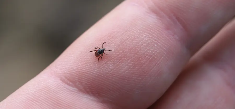 Infection Prevention for Bed Bug Bites in Tualatin