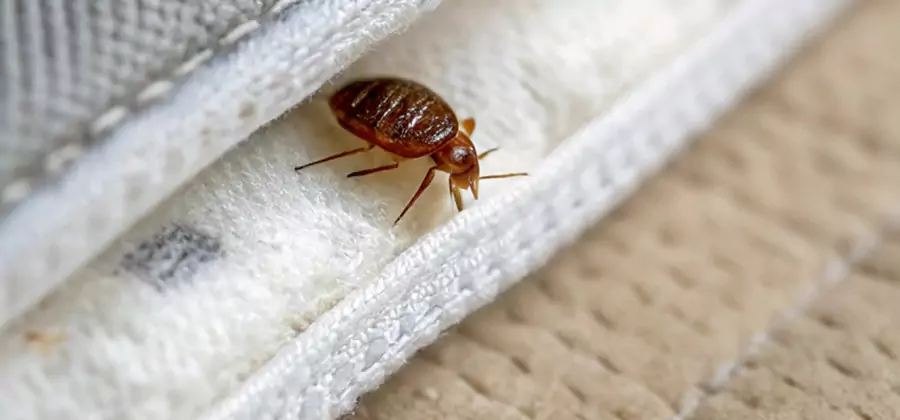 Tenting Bed Bug Fumigation in Tualatin
