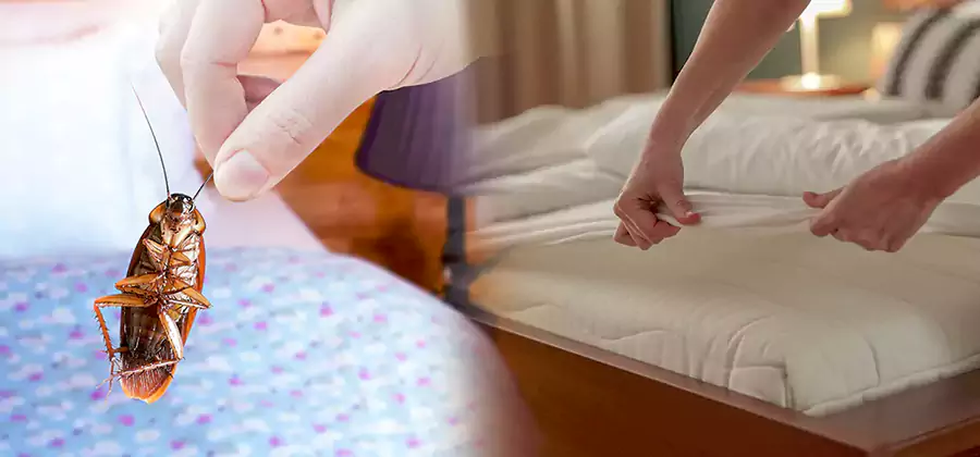 Bed Bug Home Extermination Service in Tualatin