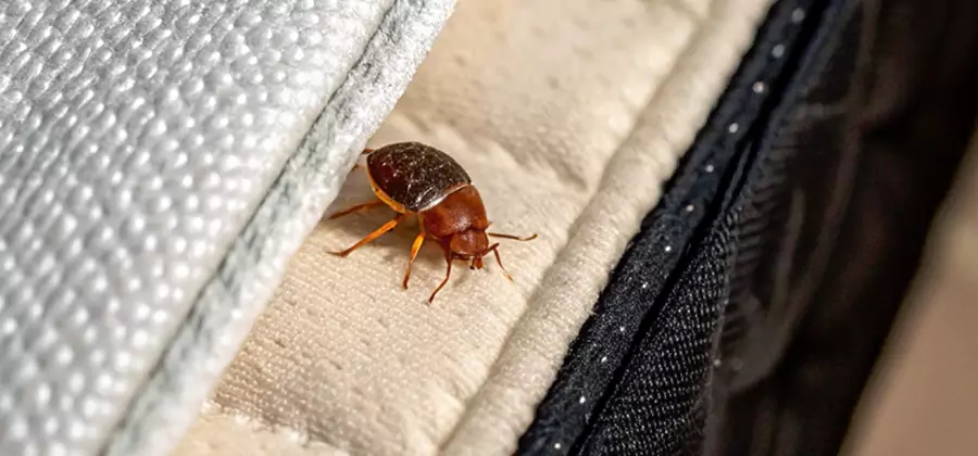 Commercial Bed Bug Control in Tualatin