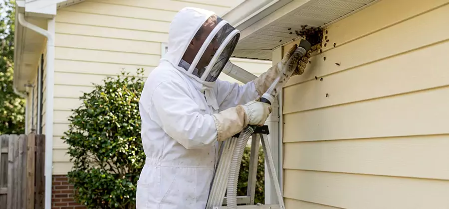 Ground Bee Removal in Tualatin