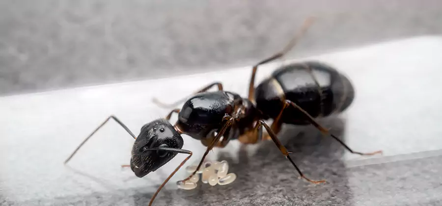 Black Ants in Kitchen Elimination in Tualatin
