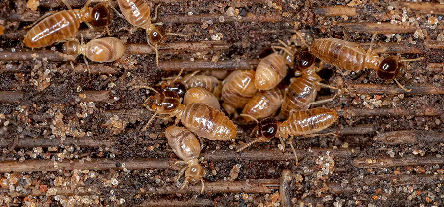 Bora Care Residential Termite Control in Tualatin