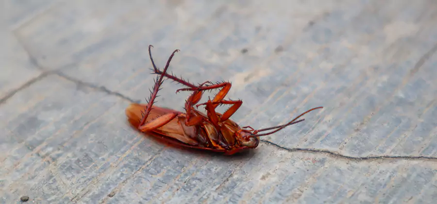 Cockroach Eradication for Commercial Properties in Tualatin