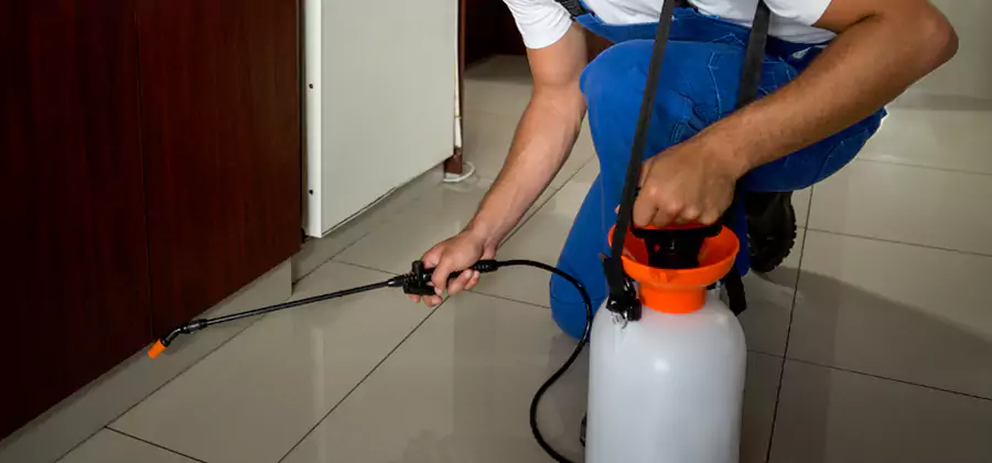 Palmetto Bug Exterminator in Tualatin