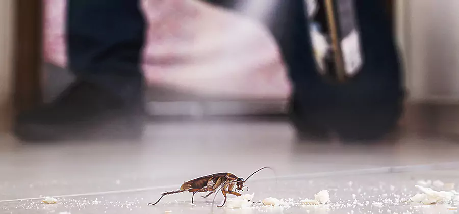 Roach House Treatment Tualatin