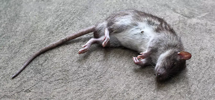 Dead Rat Disposal in Tualatin
