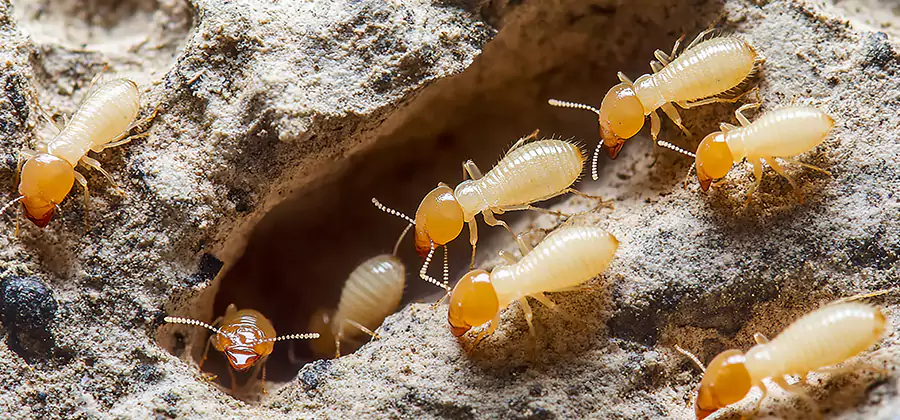 Termite Exterminator Services in Tualatin