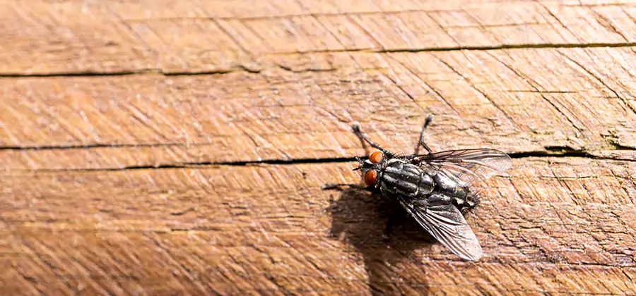 Flying Ant Barrier Treatment in Tualatin