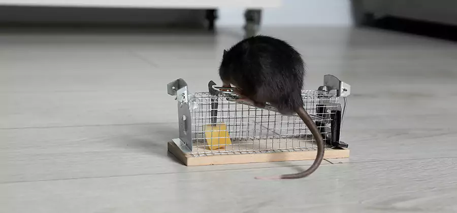 Mice in Attic Removal Tualatin