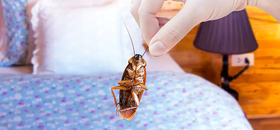 Fast Roach Elimination in Tualatin