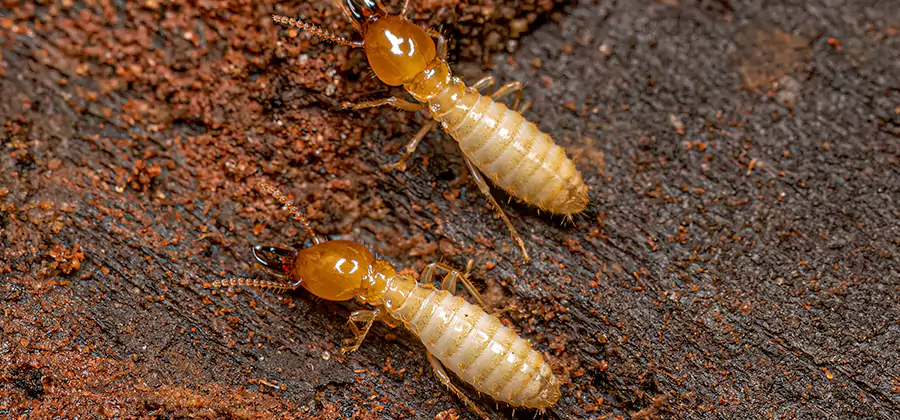 Structural Heat Termite Treatment in Tualatin