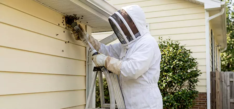 Wasp Nest in Wall Removal in Tualatin