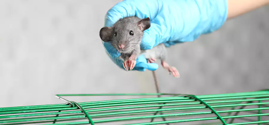 Humane Rat Trapping in Tualatin