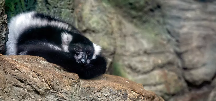 Humane Skunk Removal in Tualatin