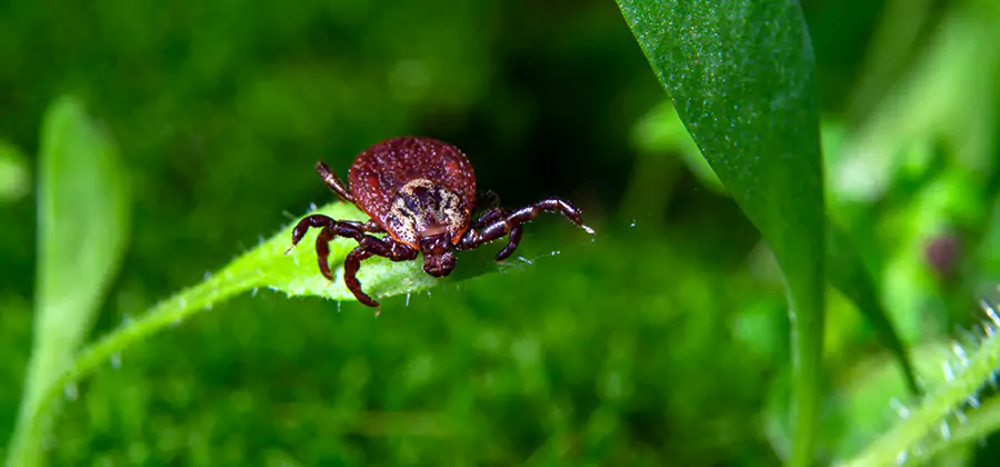Tick Prevention for Yard in Tualatin