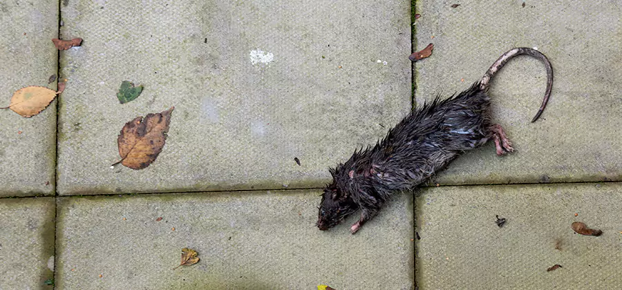 Mice in the Attic Removal in Tualatin