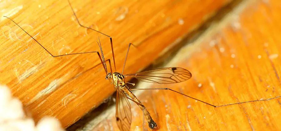 Exterior Mosquito Control in Tualatin