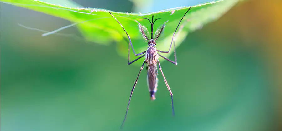 Pest and Mosquito Control for Yard and Patio in Tualatin