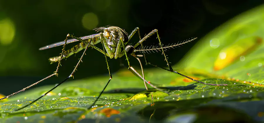 Tick and Mosquito Spray in Tualatin