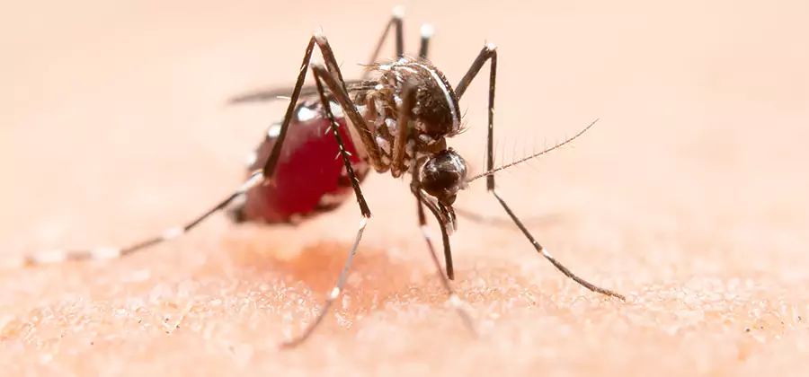 Pond Mosquito Control and Water Treatment in Tualatin