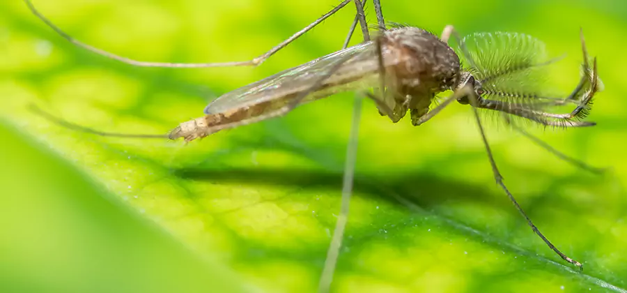 Herbal Mosquito Repellent Treatment in Tualatin