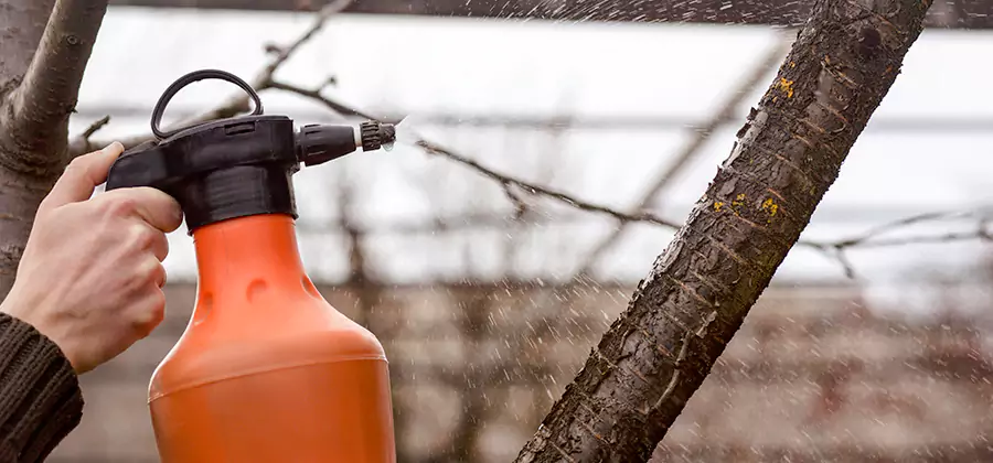 Orange Oil Structural Cavity Treatment in Tualatin