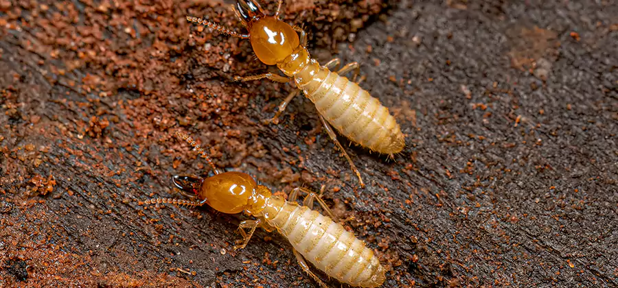 Natural Ant Hill Killer Treatment in Tualatin
