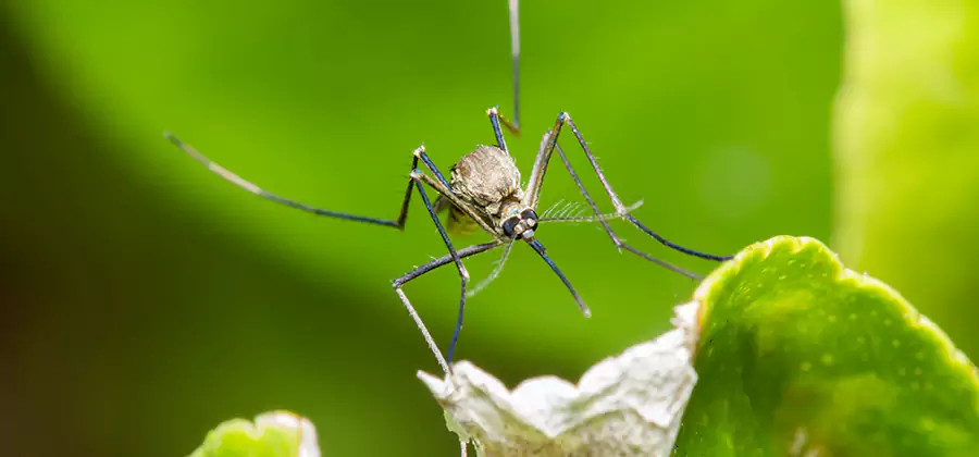 Natural Outdoor Mosquito Repellent in Tualatin