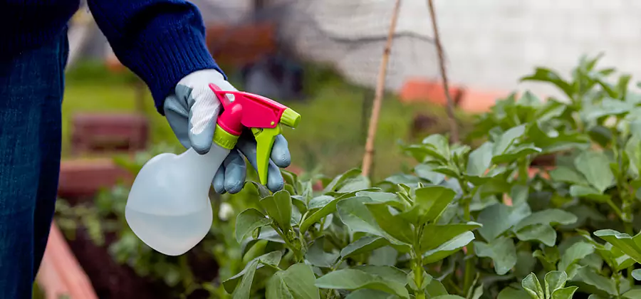 One Time Termite Control in Tualatin